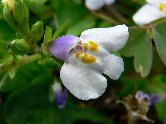 {Mazus pumilus}